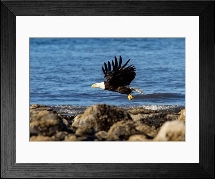 Framed Print : Bald eagle (Haliaeetus leucocephalus) at Kachemak Bay - Homer, Alaska Framed Print : Bald eagle (Haliaeetus leucocephalus) at Kachemak Bay - Homer, Alaska