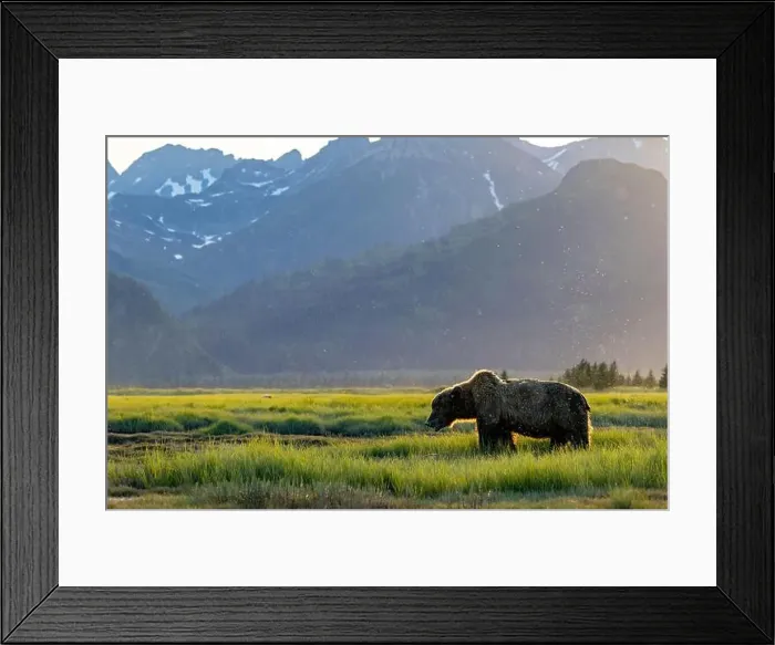 Framed Print : Backlit Coastal Brown Bear in the sunset - Brown Bear Bay Framed Print : Backlit Coastal Brown Bear in the sunset - Brown Bear Bay