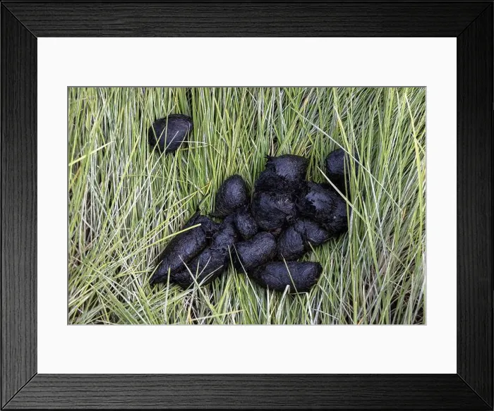 Framed Print : Coastal Brown Bear scat - Brown Bear Bay, Chinitna Bay, near Lake Clark National Park and Preserve, Alaska Framed Print : Coastal Brown Bear scat - Brown Bear Bay, Chinitna Bay, near Lake Clark National Park and Preserve, Alaska