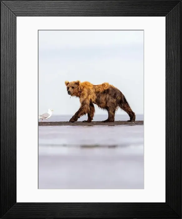 Framed Print : Coastal Brown Bear - Brown Bear Bay, Chinitna Bay, near Lake Clark National Park and Preserve, Alaska Framed Print : Coastal Brown Bear - Brown Bear Bay, Chinitna Bay, near Lake Clark National Park and Preserve, Alaska