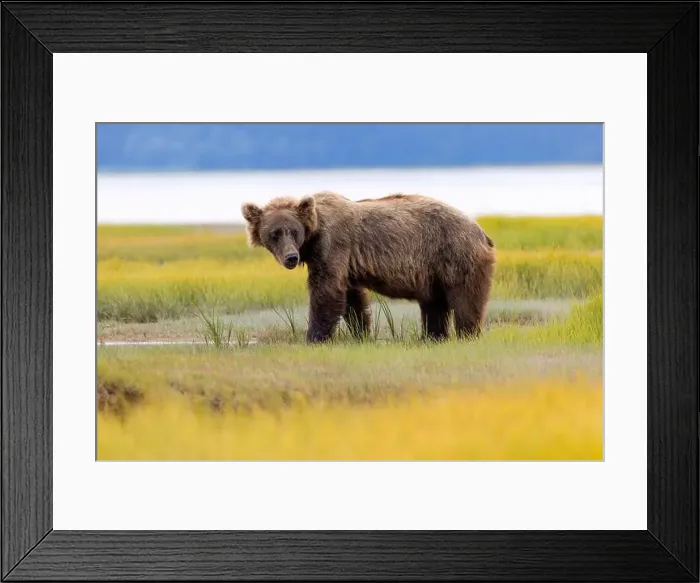 Framed Print : Coastal Brown Bear - Brown Bear Bay, Chinitna Bay, near Lake Clark National Park and Preserve, Alaska Framed Print : Coastal Brown Bear - Brown Bear Bay, Chinitna Bay, near Lake Clark National Park and Preserve, Alaska