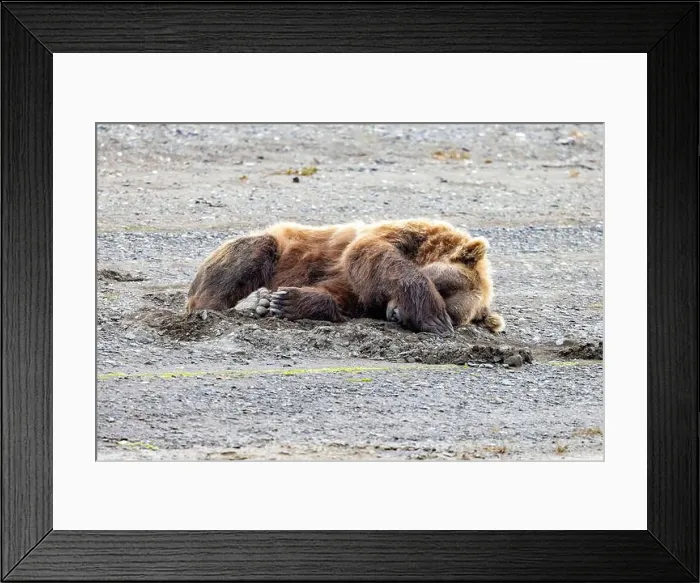 Framed Print : Sleeping Coastal Brown Bear - Brown Bear Bay, Chinitna Bay, near Lake Clark National Park and Preserve, Alaska