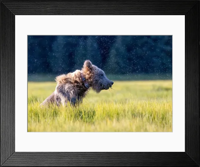 Framed Print : Radio-collared Coastal Brown Bear - Chinitna Bay, near Lake Clark National Park and Preserve, Alaska Framed Print : Radio-collared Coastal Brown Bear - Chinitna Bay, near Lake Clark National Park and Preserve, Alaska