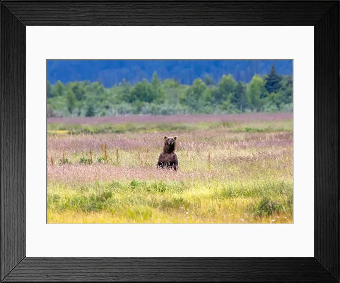 Framed Print : Coastal Brown Bear standing up in meadow - Brown Bear Bay Framed Print : Coastal Brown Bear standing up in meadow - Brown Bear Bay