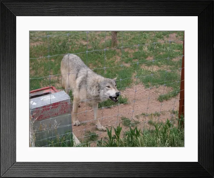 Framed Print : Divide, Colorado - August 4, 2024: Colorado Wolf and Wildlife Center in Teller County, CO Framed Print : Divide, Colorado - August 4, 2024: Colorado Wolf and Wildlife Center in Teller County, CO