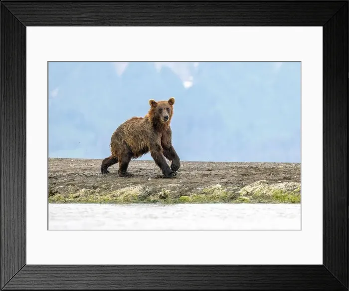 Framed Print : Coastal Brown Bear - Brown Bear Bay, Chinitna Bay, near Lake Clark National Park and Preserve, Alaska Framed Print : Coastal Brown Bear - Brown Bear Bay, Chinitna Bay, near Lake Clark National Park and Preserve, Alaska
