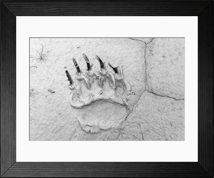 Framed Print : Coastal Brown Bear footprint in mud - Brown Bear Bay, Chinitna Bay, near Lake Clark National Park and Preserve, Alaska