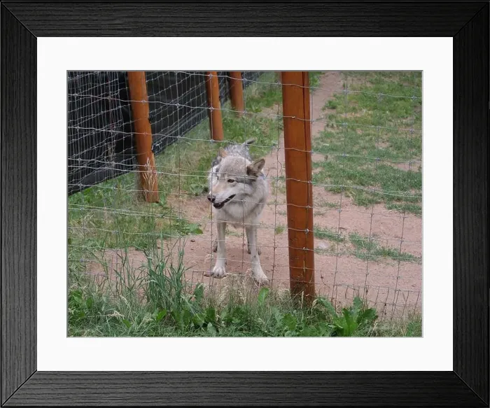 Framed Print : Divide, Colorado - August 4, 2024: Colorado Wolf and Wildlife Center in Teller County, CO Framed Print : Divide, Colorado - August 4, 2024: Colorado Wolf and Wildlife Center in Teller County, CO