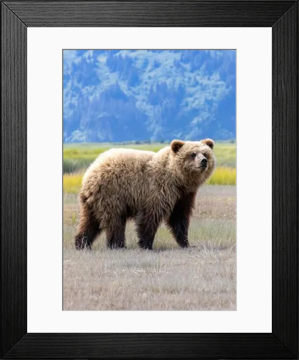 Framed Print : Coastal Brown Bear - Brown Bear Bay, Chinitna Bay, near Lake Clark National Park and Preserve, Alaska Framed Print : Coastal Brown Bear - Brown Bear Bay, Chinitna Bay, near Lake Clark National Park and Preserve, Alaska