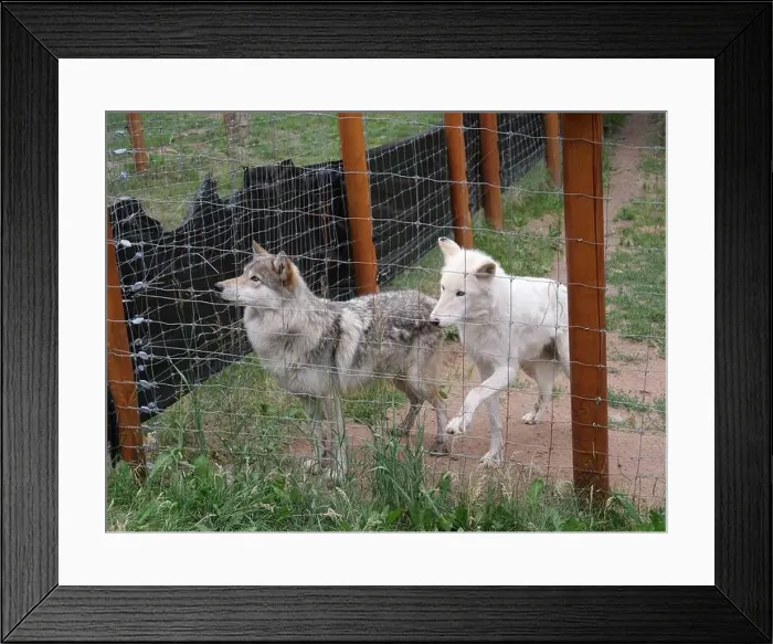 Framed Print : Divide, Colorado - August 4, 2024: Colorado Wolf and Wildlife Center in Teller County, CO Framed Print : Divide, Colorado - August 4, 2024: Colorado Wolf and Wildlife Center in Teller County, CO