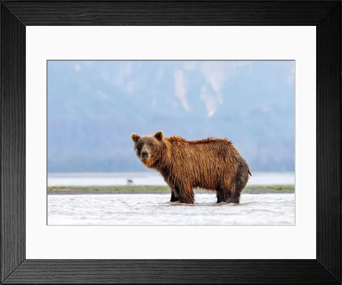 Framed Print : Coastal Brown Bear fishing - Brown Bear Bay, Chinitna Bay, near Lake Clark National Park and Preserve, Alaska Framed Print : Coastal Brown Bear fishing - Brown Bear Bay, Chinitna Bay, near Lake Clark National Park and Preserve, Alaska