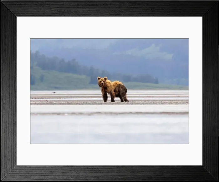 Framed Print : Coastal Brown Bear - Brown Bear Bay, Chinitna Bay, near Lake Clark National Park and Preserve, Alaska Framed Print : Coastal Brown Bear - Brown Bear Bay, Chinitna Bay, near Lake Clark National Park and Preserve, Alaska