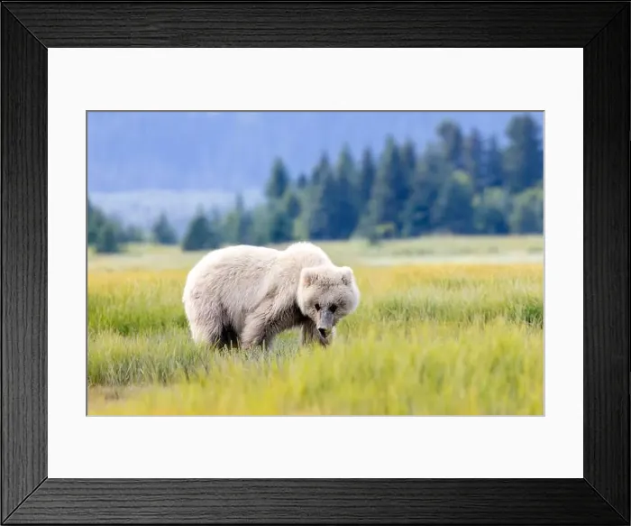 Framed Print : Blond Coastal Brown Bear cub - Brown Bear Bay, Chinitna Bay, near Lake Clark National Park and Preserve, Alaska Framed Print : Blond Coastal Brown Bear cub - Brown Bear Bay, Chinitna Bay, near Lake Clark National Park and Preserve, Alaska