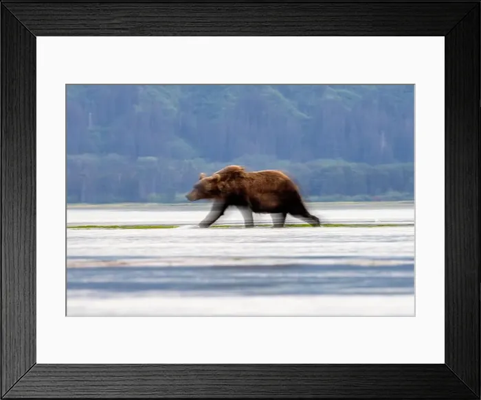 Framed Print : Coastal Brown Bear intentional motion blur - Brown Bear Bay Framed Print : Coastal Brown Bear intentional motion blur - Brown Bear Bay