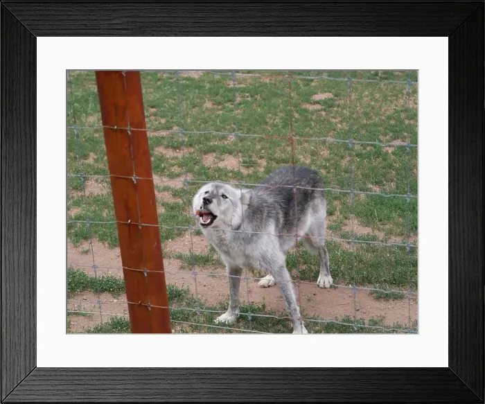 Framed Print : Divide, Colorado - August 4, 2024: Colorado Wolf and Wildlife Center in Teller County, CO Framed Print : Divide, Colorado - August 4, 2024: Colorado Wolf and Wildlife Center in Teller County, CO