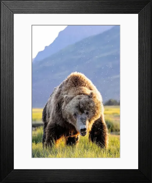 Framed Print : Close-up portrait of Coastal Brown Bear - Brown Bear Bay Framed Print : Close-up portrait of Coastal Brown Bear - Brown Bear Bay