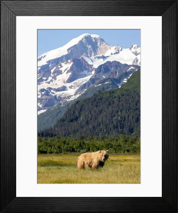 Framed Print : Coastal Brown Bear with Mount Iliamna in the background - Brown Bear Bay Framed Print : Coastal Brown Bear with Mount Iliamna in the background - Brown Bear Bay