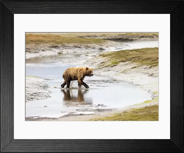 Framed Print : Coastal Brown Bear crossing river - Brown Bear Bay, Chinitna Bay, near Lake Clark National Park and Preserve, Alaska Framed Print : Coastal Brown Bear crossing river - Brown Bear Bay, Chinitna Bay, near Lake Clark National Park and Preserve, Alaska