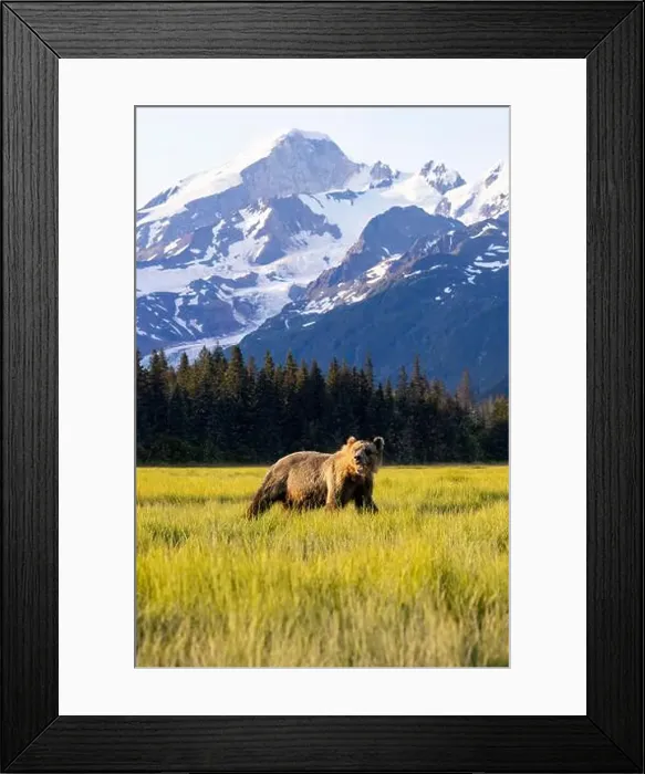 Framed Print : Coastal Brown Bear with Mount Iliamna in the background - Brown Bear Bay Framed Print : Coastal Brown Bear with Mount Iliamna in the background - Brown Bear Bay