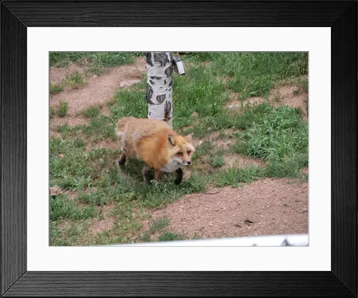 Framed Print : Divide, Colorado - August 4, 2024: Colorado Wolf and Wildlife Center in Teller County, CO
