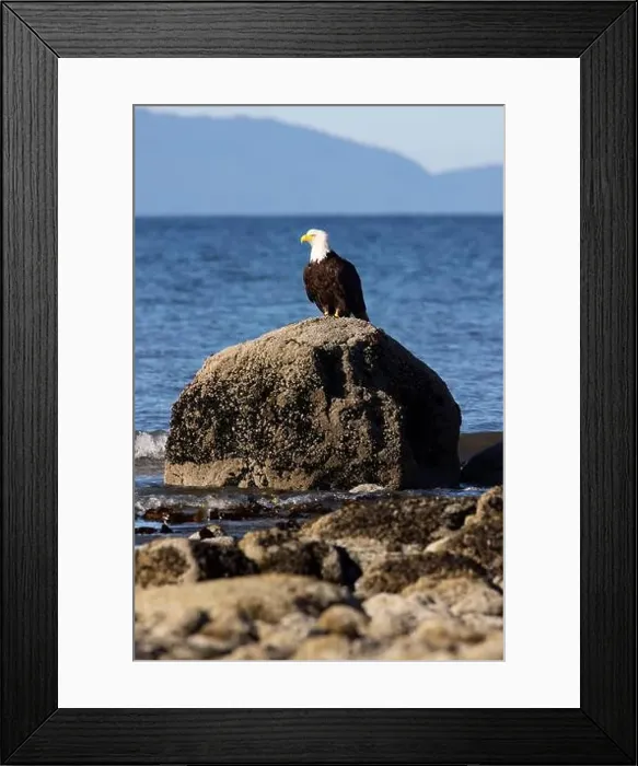 Framed Print : Bald eagle (Haliaeetus leucocephalus) at Kachemak Bay - Homer, Alaska Framed Print : Bald eagle (Haliaeetus leucocephalus) at Kachemak Bay - Homer, Alaska