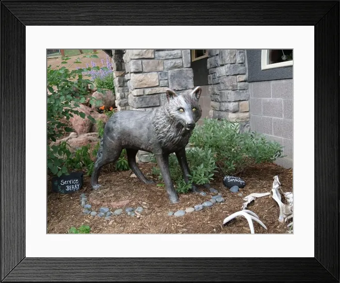 Framed Print : Divide, Colorado - August 4, 2024: Colorado Wolf and Wildlife Center in Teller County, CO Framed Print : Divide, Colorado - August 4, 2024: Colorado Wolf and Wildlife Center in Teller County, CO