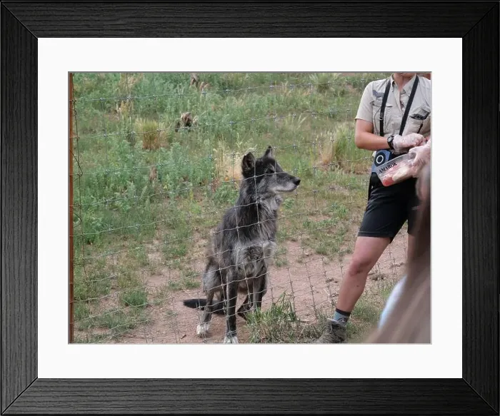 Framed Print : Divide, Colorado - August 4, 2024: Colorado Wolf and Wildlife Center in Teller County, CO