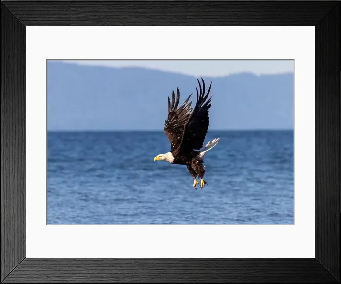 Framed Print : Bald eagle (Haliaeetus leucocephalus) at Kachemak Bay - Homer, Alaska Framed Print : Bald eagle (Haliaeetus leucocephalus) at Kachemak Bay - Homer, Alaska