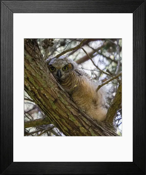 Framed Print : Coastal Great Horned Owl, Juvenile. Golden Gate Park, San Francisco, California, USA Framed Print : Coastal Great Horned Owl, Juvenile. Golden Gate Park, San Francisco, California, USA