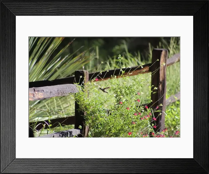 Framed Print : Profile view of a hummingbird next to a wooden fence at Ramsey Canyon in Hereford, Arizona Framed Print : Profile view of a hummingbird next to a wooden fence at Ramsey Canyon in Hereford, Arizona