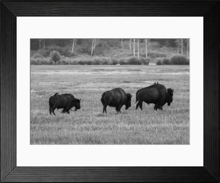 Framed Print : A Black and White Buffalo Herd in Jackson Hole Framed Print : A Black and White Buffalo Herd in Jackson Hole