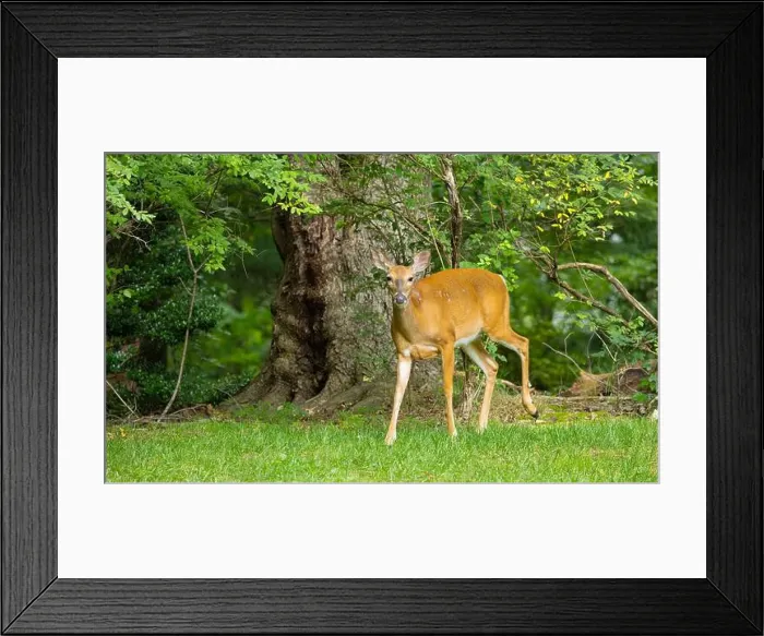 Framed Print : White-tailed deer doe in a dense forest. Central New Jersey, USA Framed Print : White-tailed deer doe in a dense forest. Central New Jersey, USA