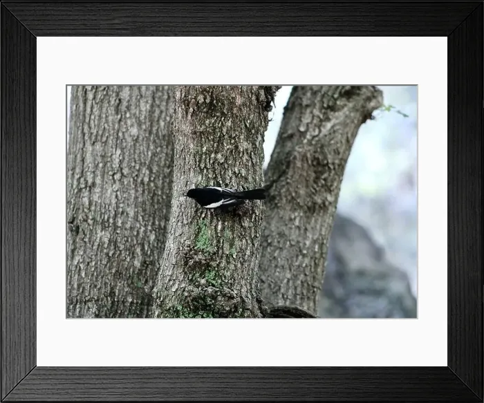 Framed Print : Looking up at a a cute, colorful painted redstart perched on the side of a tree at Ramsey Canyon in Hereford, Arizona Framed Print : Looking up at a a cute, colorful painted redstart perched on the side of a tree at Ramsey Canyon in Hereford, Arizona