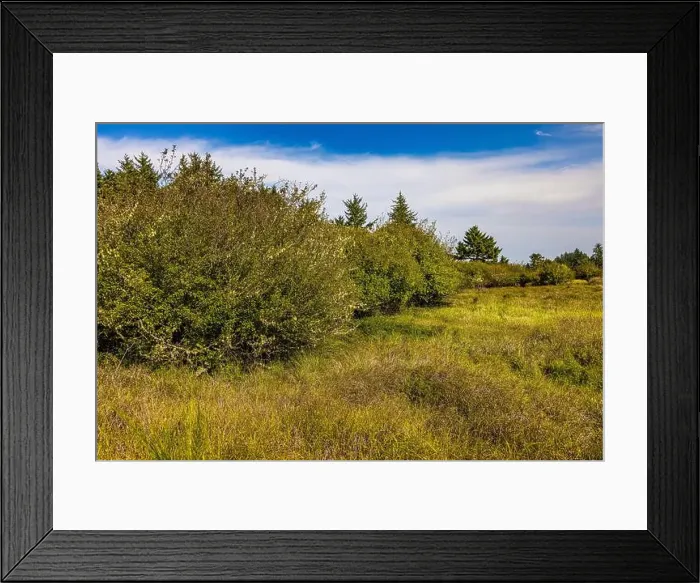 Framed Print : Wetland viewed from observation blind in Bottle Beach State Park, Washington State, USA