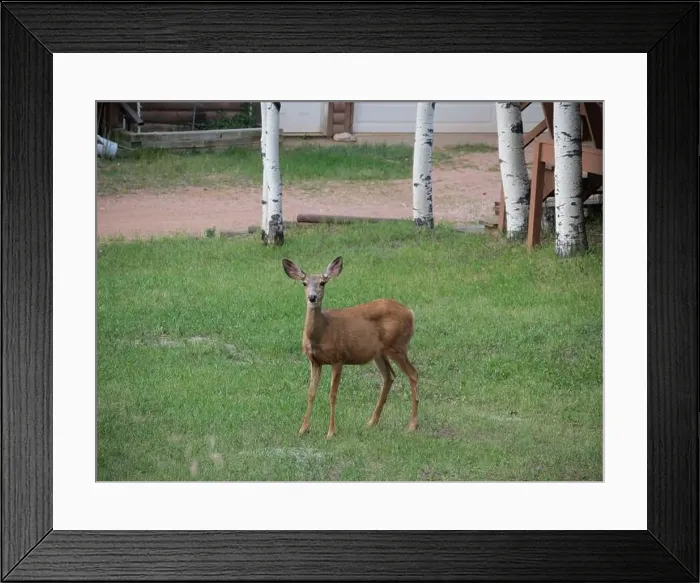 Framed Print : Mule Deer in the woods of the Florissant Colorado Mountains Framed Print : Mule Deer in the woods of the Florissant Colorado Mountains