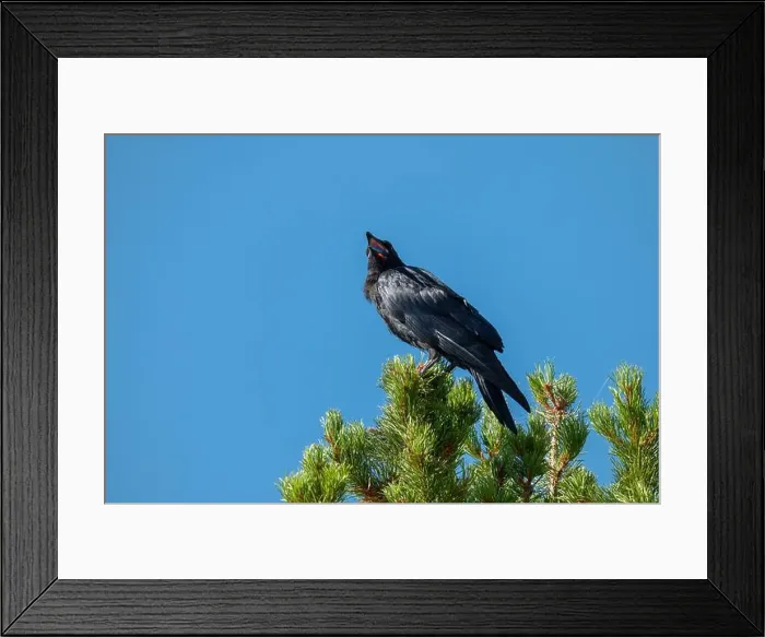 Framed Print : Telephoto Picture of a Raven Calling Framed Print : Telephoto Picture of a Raven Calling