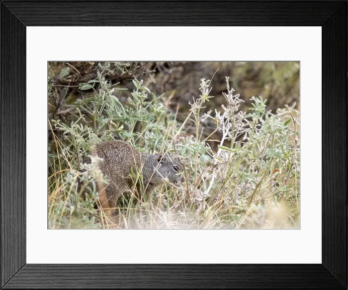 Framed Print : A Portrait of a Pika in Yellowstone National Park Framed Print : A Portrait of a Pika in Yellowstone National Park