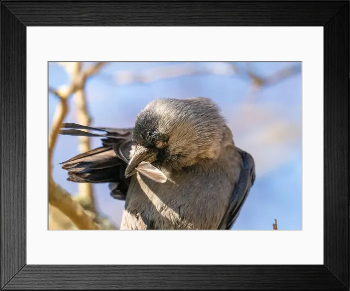 Framed Print : Western jackdaw Coloeus monedula grooming feathers Framed Print : Western jackdaw Coloeus monedula grooming feathers