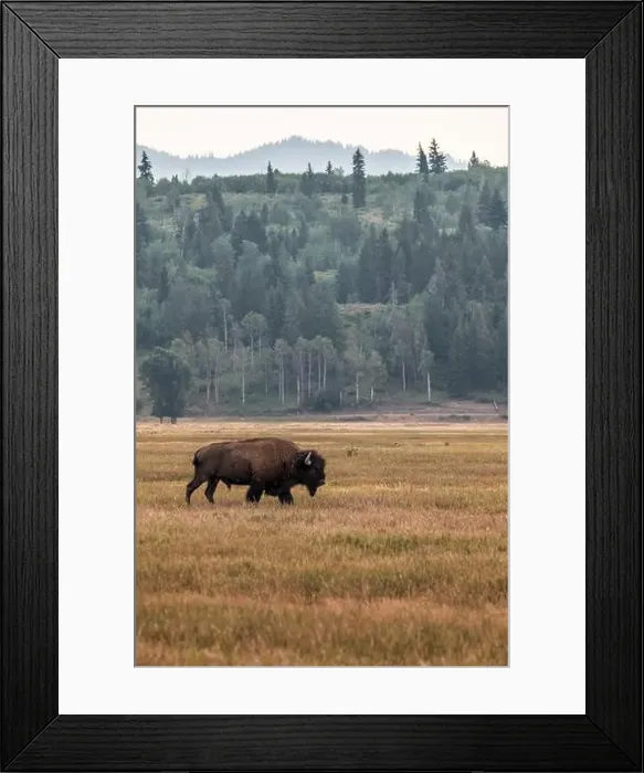 Framed Print : A Solitary Bison in Grand Teton National Park