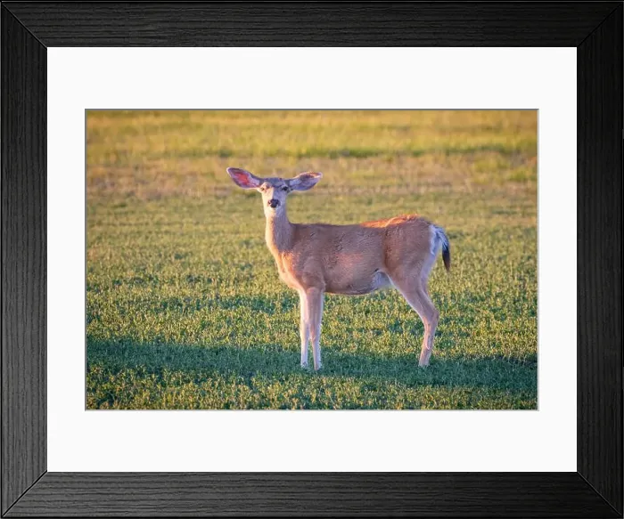 Framed Print : A mule deer (Odocoileus hemionus) Framed Print : A mule deer (Odocoileus hemionus)