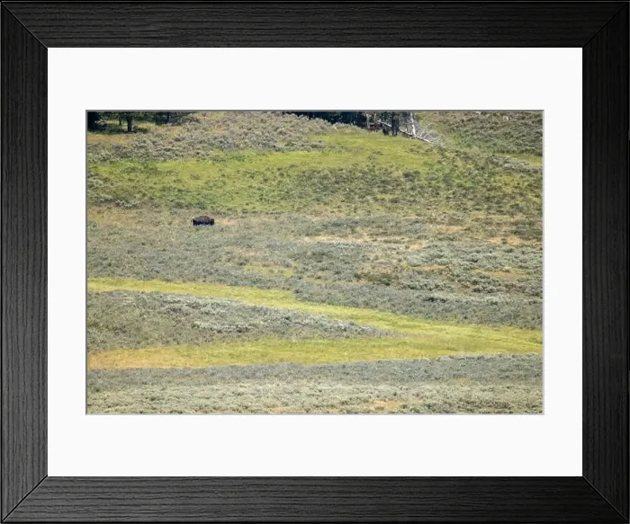 Framed Print : Solo Bison in Yellowstone National Park Framed Print : Solo Bison in Yellowstone National Park