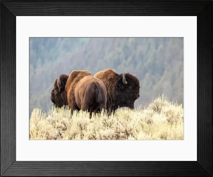 Framed Print : A Bison Couple in Yellowstone National Park Framed Print : A Bison Couple in Yellowstone National Park