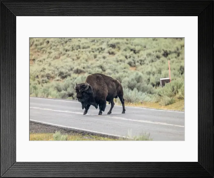 Framed Print : Bison Crossing the Road in Yellowstone National Park Framed Print : Bison Crossing the Road in Yellowstone National Park