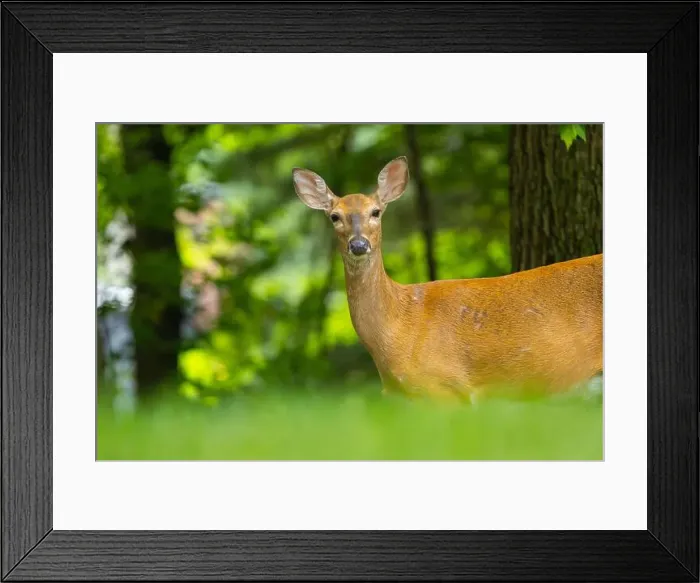 Framed Print : White-tailed deer doe close-up portrait. Central New Jersey, USA Framed Print : White-tailed deer doe close-up portrait. Central New Jersey, USA