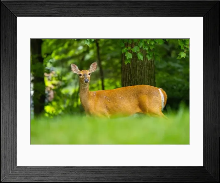 Framed Print : White-tailed deer doe close-up portrait. Central New Jersey, USA Framed Print : White-tailed deer doe close-up portrait. Central New Jersey, USA