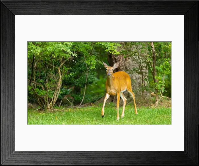 Framed Print : White-tailed deer doe in a dense forest. Central New Jersey, USA Framed Print : White-tailed deer doe in a dense forest. Central New Jersey, USA