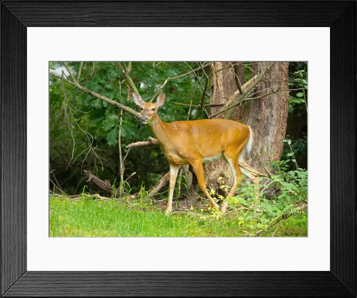 Framed Print : White-tailed deer doe in a dense forest. Central New Jersey, USA Framed Print : White-tailed deer doe in a dense forest. Central New Jersey, USA