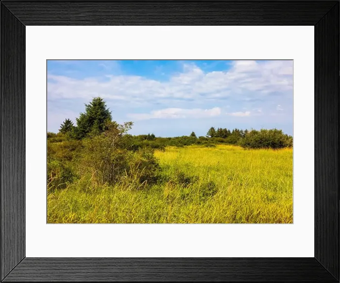 Framed Print : Westland crossed by a boardwalk in Bottle Beach State Park, Washington State, USA Framed Print : Westland crossed by a boardwalk in Bottle Beach State Park, Washington State, USA