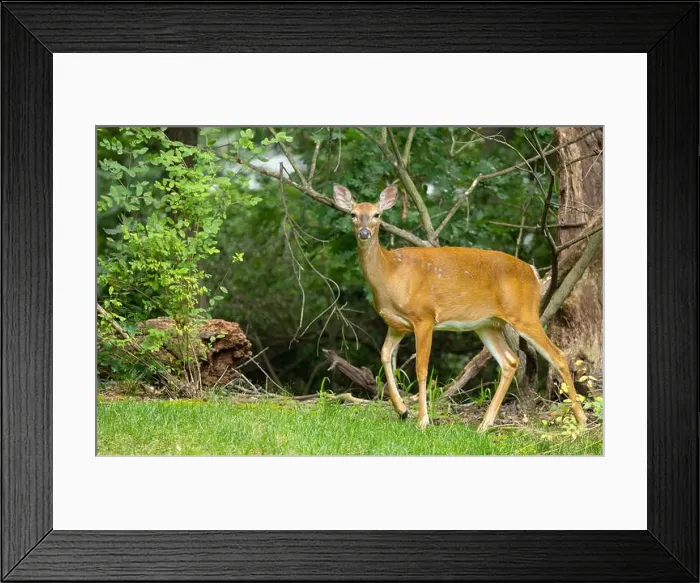 Framed Print : White-tailed deer doe in a dense forest. Central New Jersey, USA
