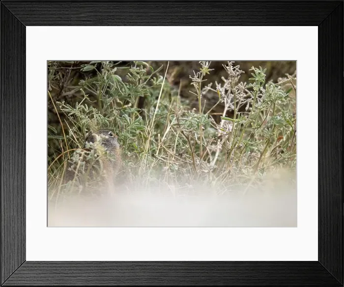 Framed Print : A Portrait of a Pika in Yellowstone National Park Framed Print : A Portrait of a Pika in Yellowstone National Park